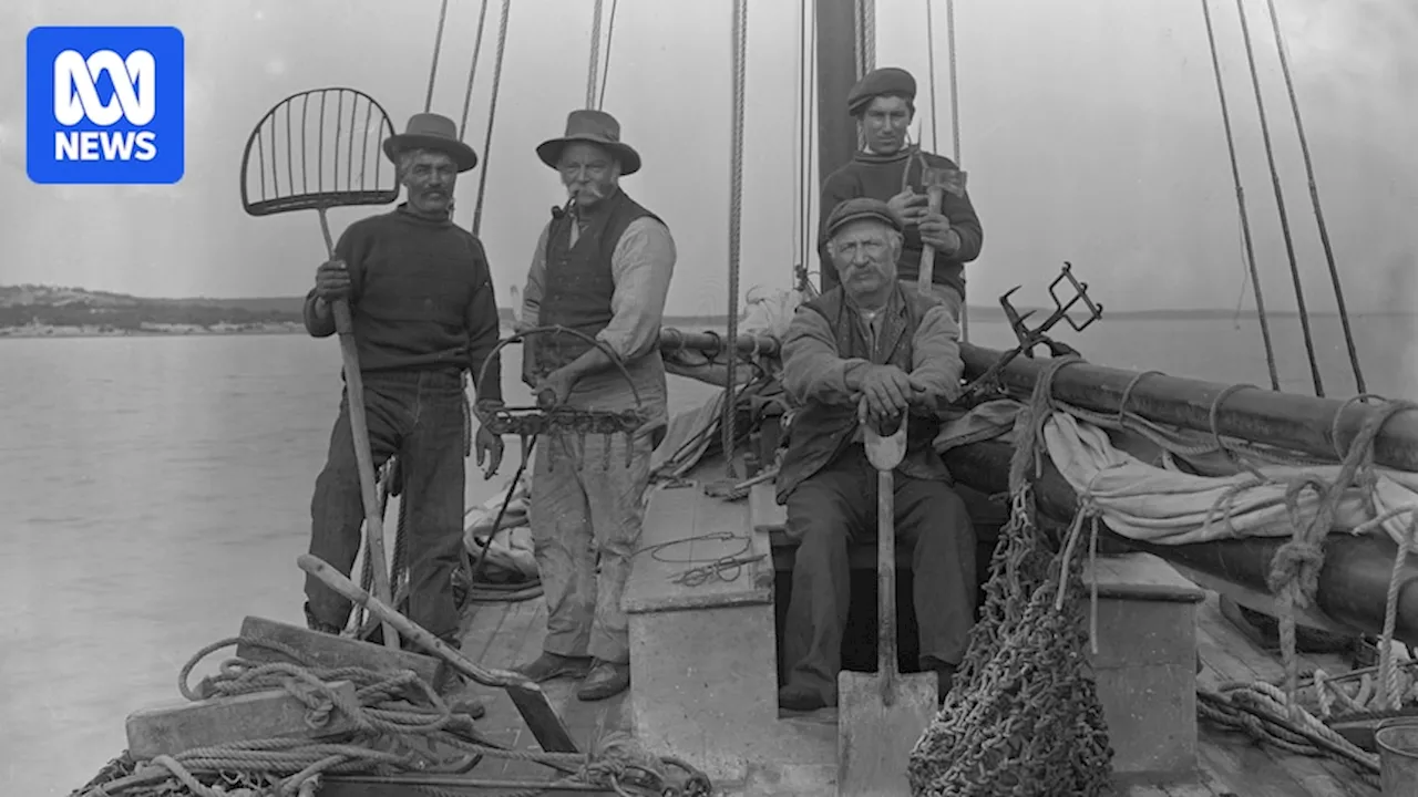 Community restoring native angasi oysters in South Australia's Coffin Bay after colonial plunder