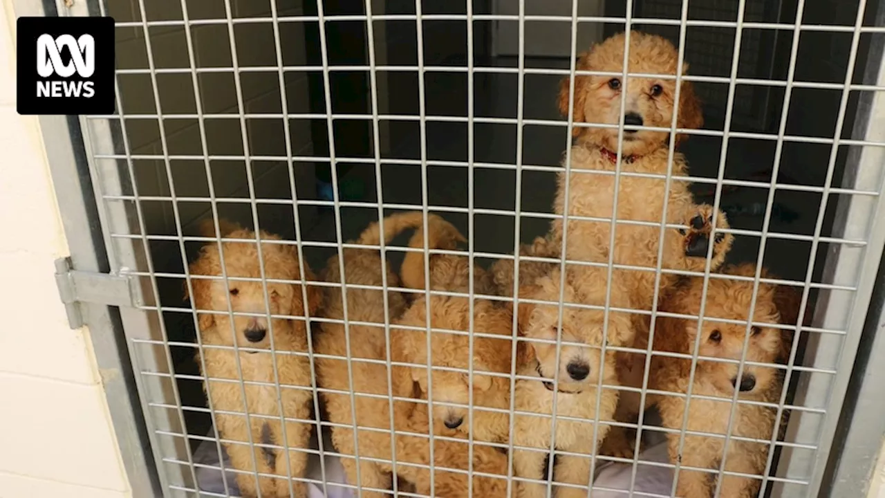 Conditions at Tasmanian Labradoodles detailed in vet report years before breeder was shut down