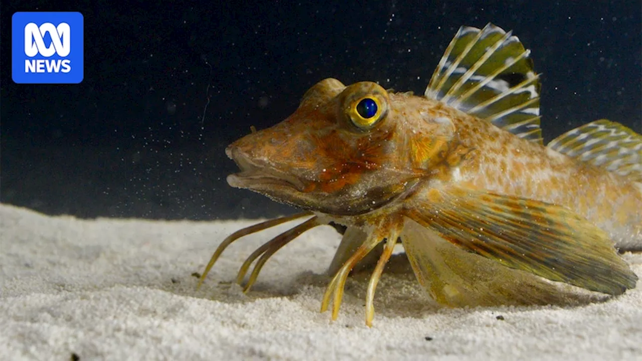 Fish has 'legs' that can taste prey hidden under the sand using genes also found in humans: study