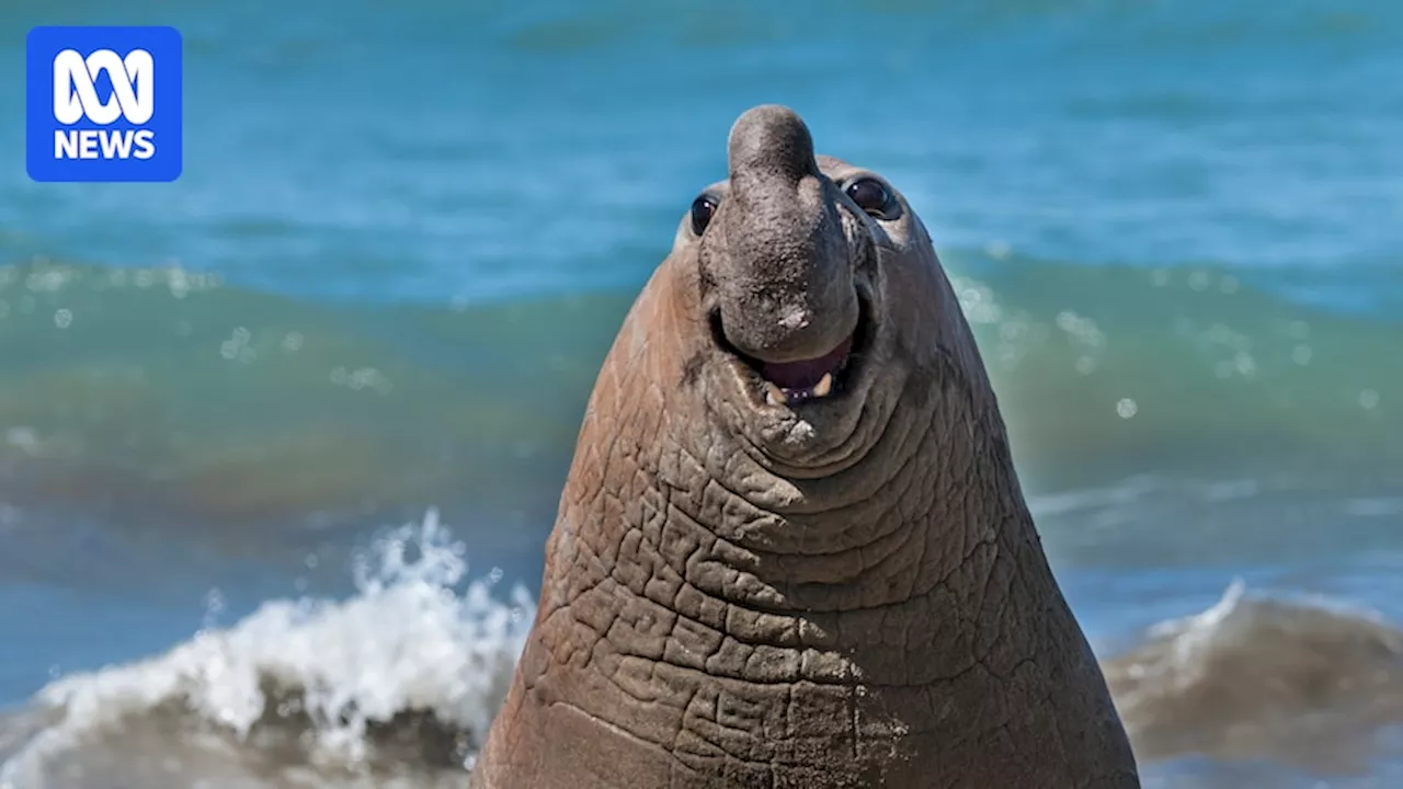 Goofy elephant seals and a dancing lemur are among the finalists of the 2024 Comedy Wildlife Photo Awards