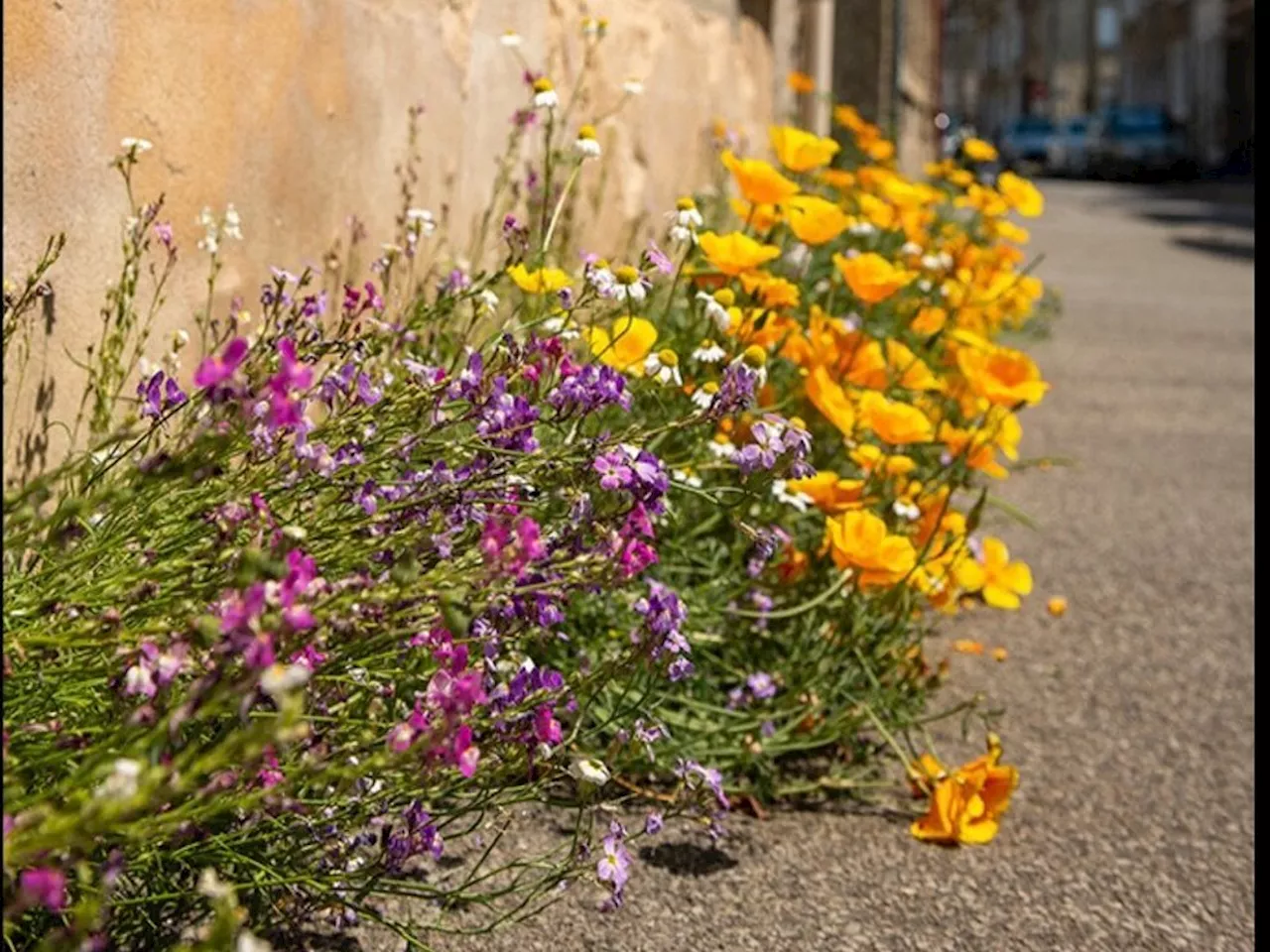 Pour l'embellissement et la biodiversité : l'opération « Jardinons nos Murs » reconduite à Alençon