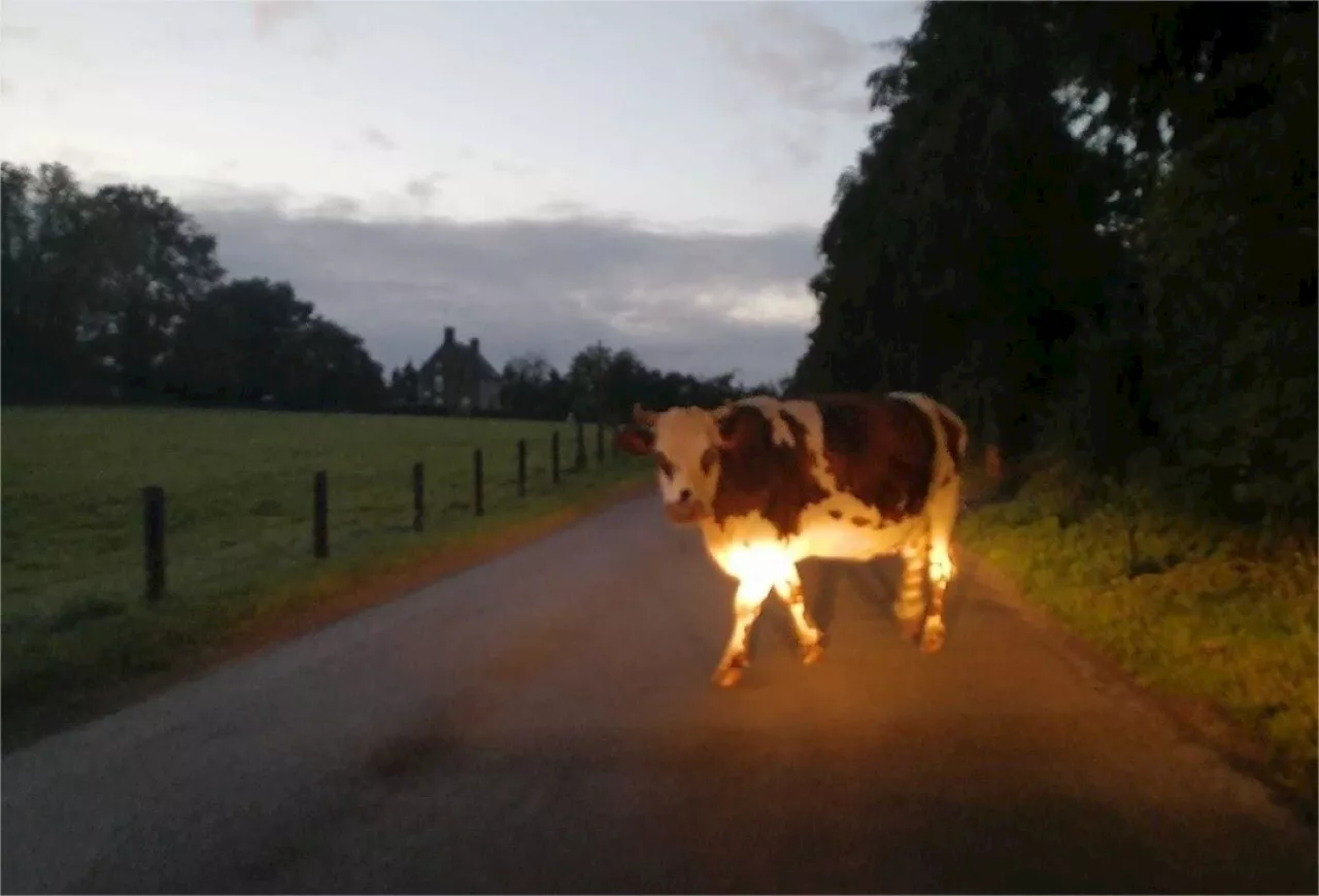 Vaches en divagation sur cet axe de l'Orne depuis 5 ans : à quand le drame ?