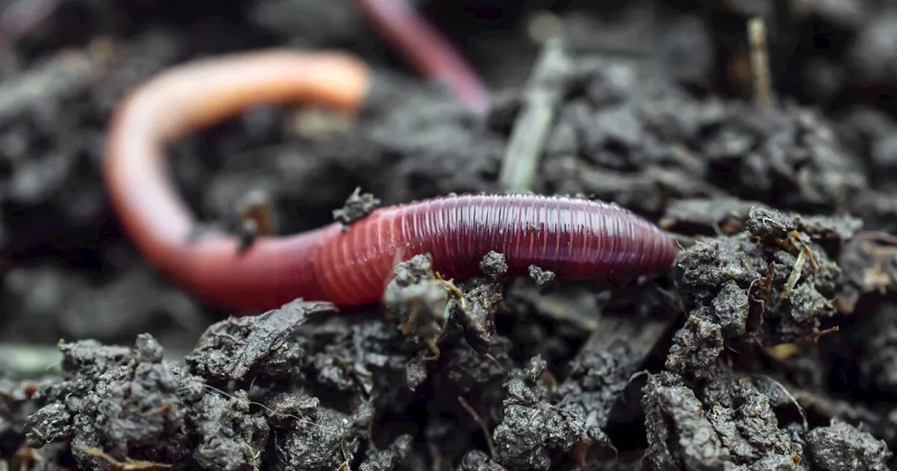 Earthworms boost Anchorage lawns and gardens, but at what cost?