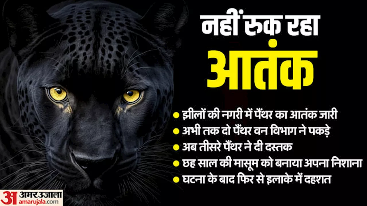 Panther Attack: कहीं पड़ा था हाथ, कहीं मिला पैर…बच्ची को बुरी तरह नोंच डाला; उदयपुर में तीसरे पैंथर की एंट्री