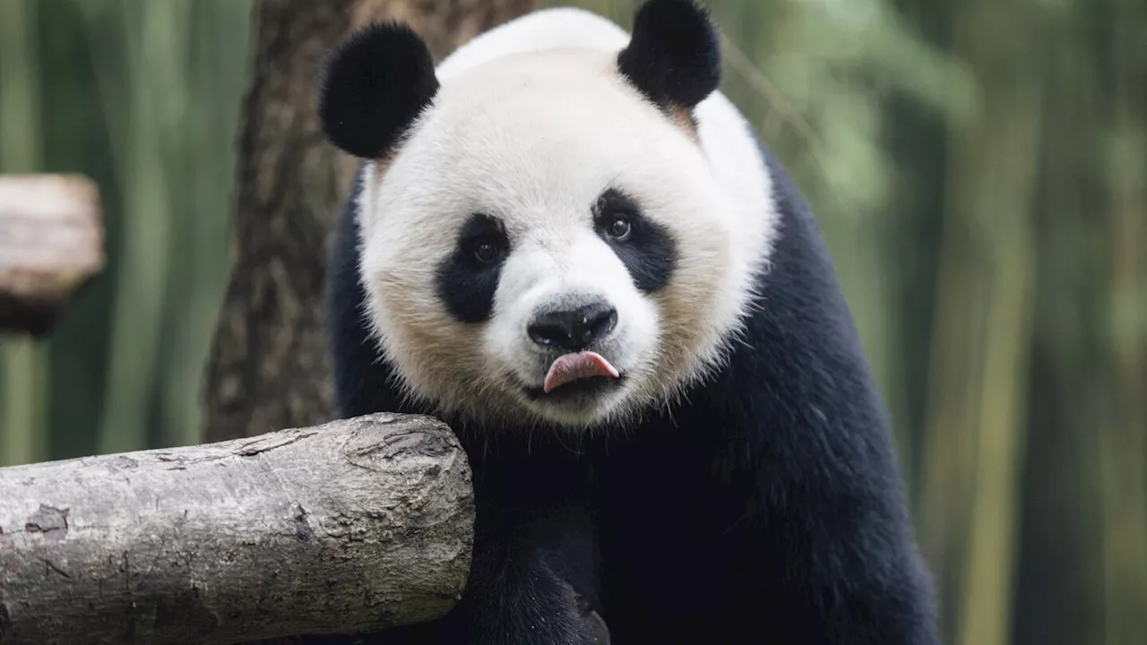 Hong Kong welcomes new giant pandas gifted by Beijing, raising hopes for tourism boost