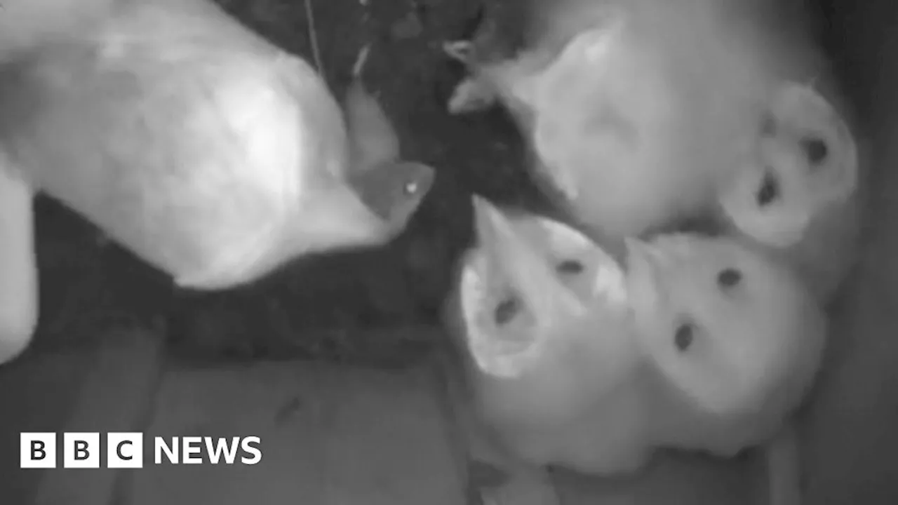 Barn owls: A bird's-eye view inside nest on Strangford farm