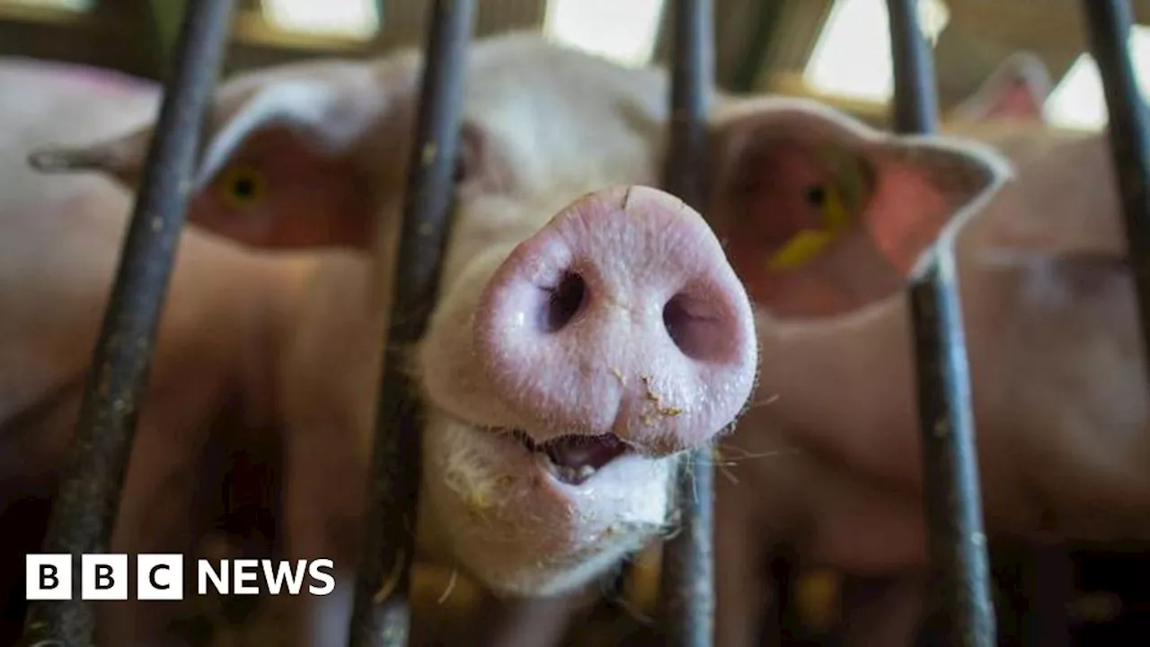 Farm welfare concerns leads to RSPCA Assured food label review