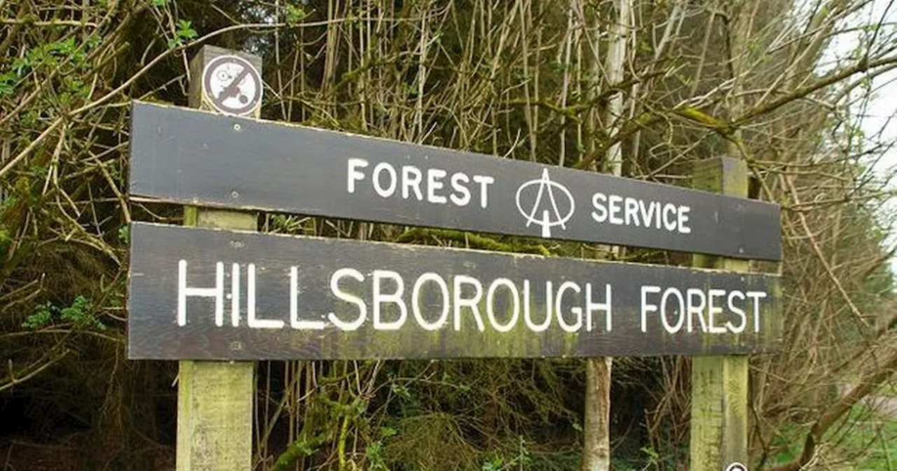 Hillsborough Forest Park 'becoming popular' with rats, DUP rep claims