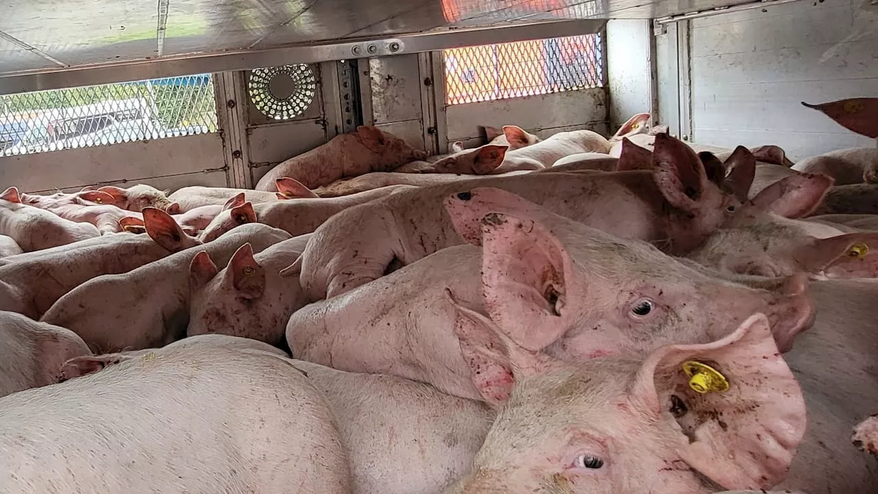 Tiertransport auf A3 gestoppt: Lkw hatte 233 Schweine zu viel an Bord