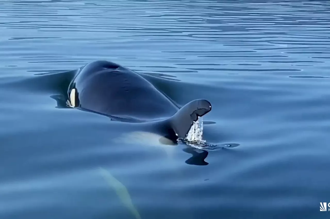 'It's crazy': B.C. whale protection unit sees spike in whale strikes, drone violations