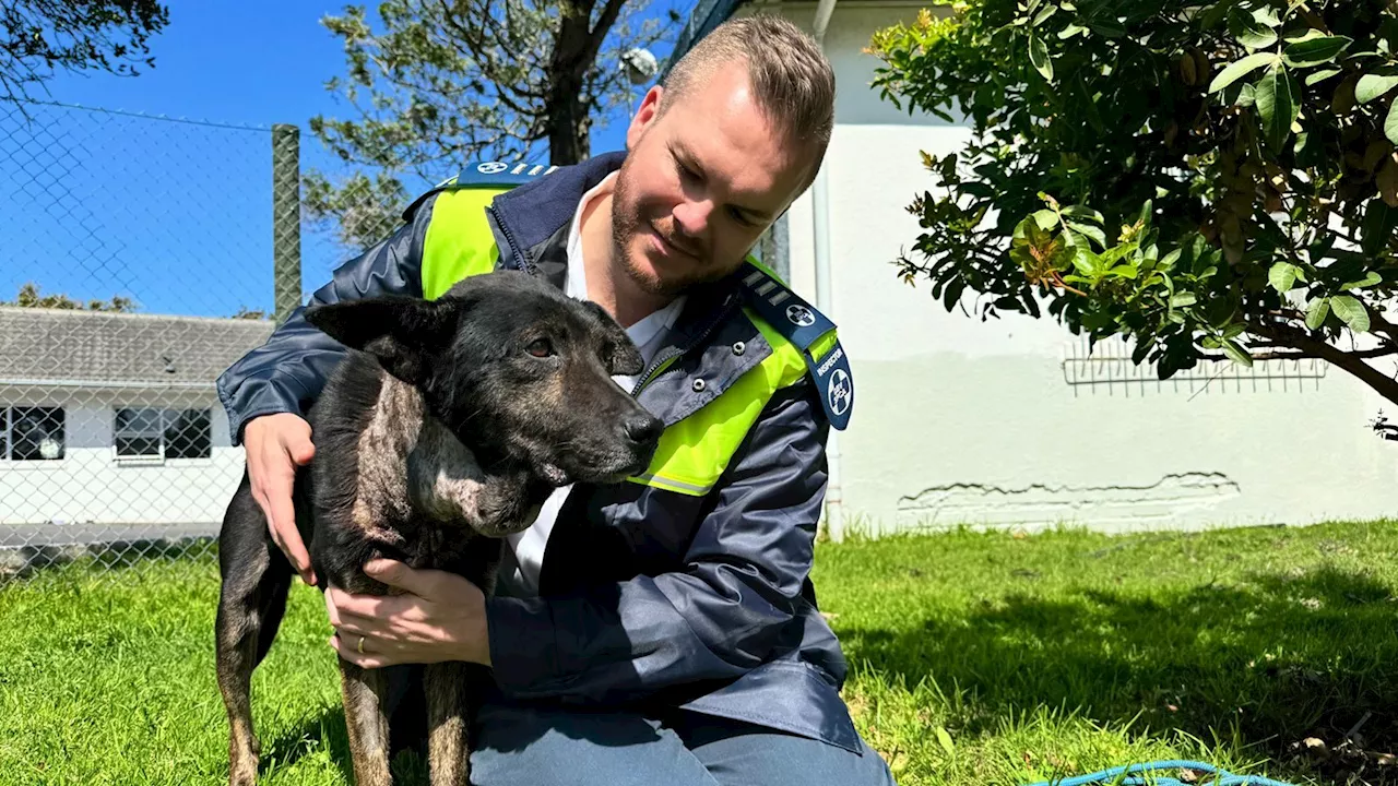 Dog Found With Tennis Ball-Sized Growth and Heavy Chain Around His Neck