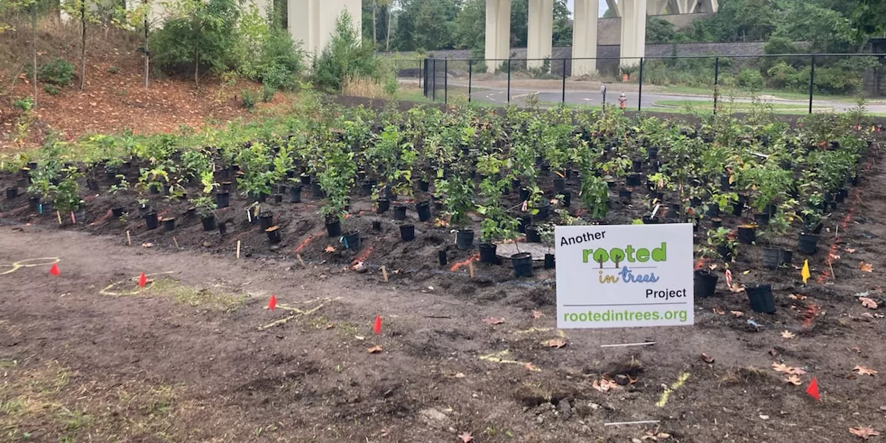 Cleveland Metropark Zoo plants first mini forest inside a US zoo