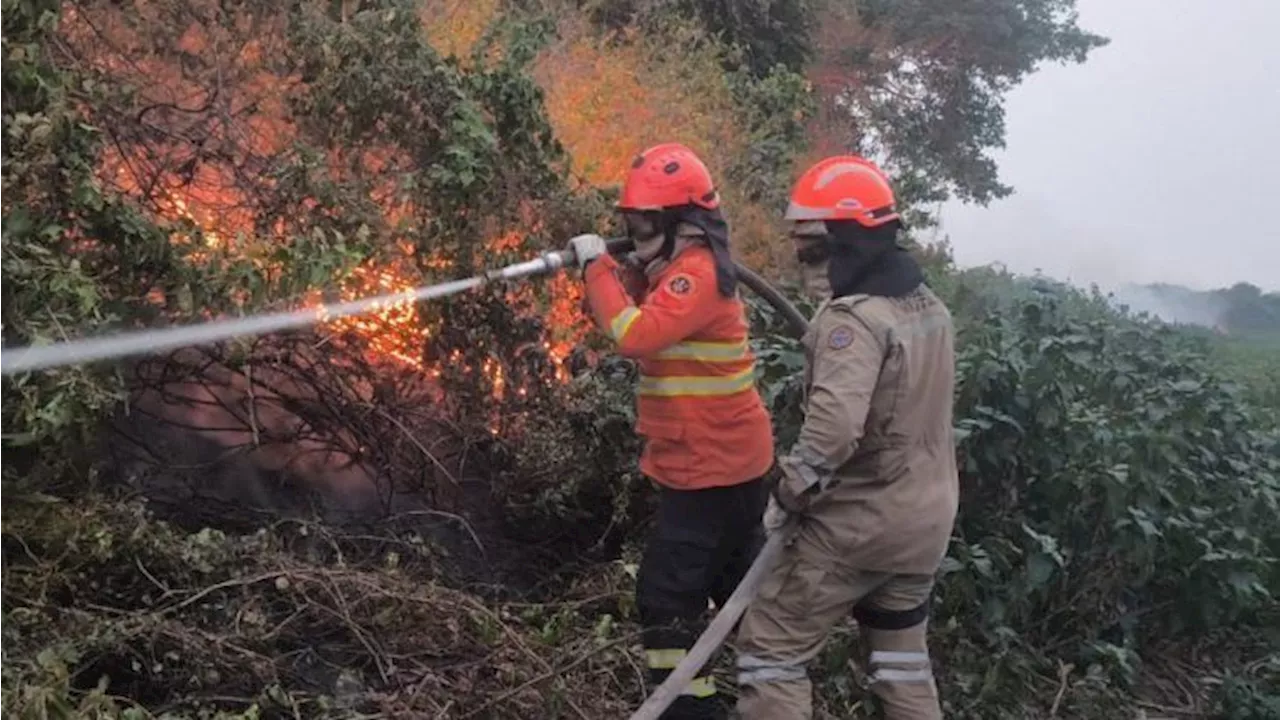 Governo aumenta em 118% efetivo contra incêndios florestais na Amazônia, Pantanal e Cerrado