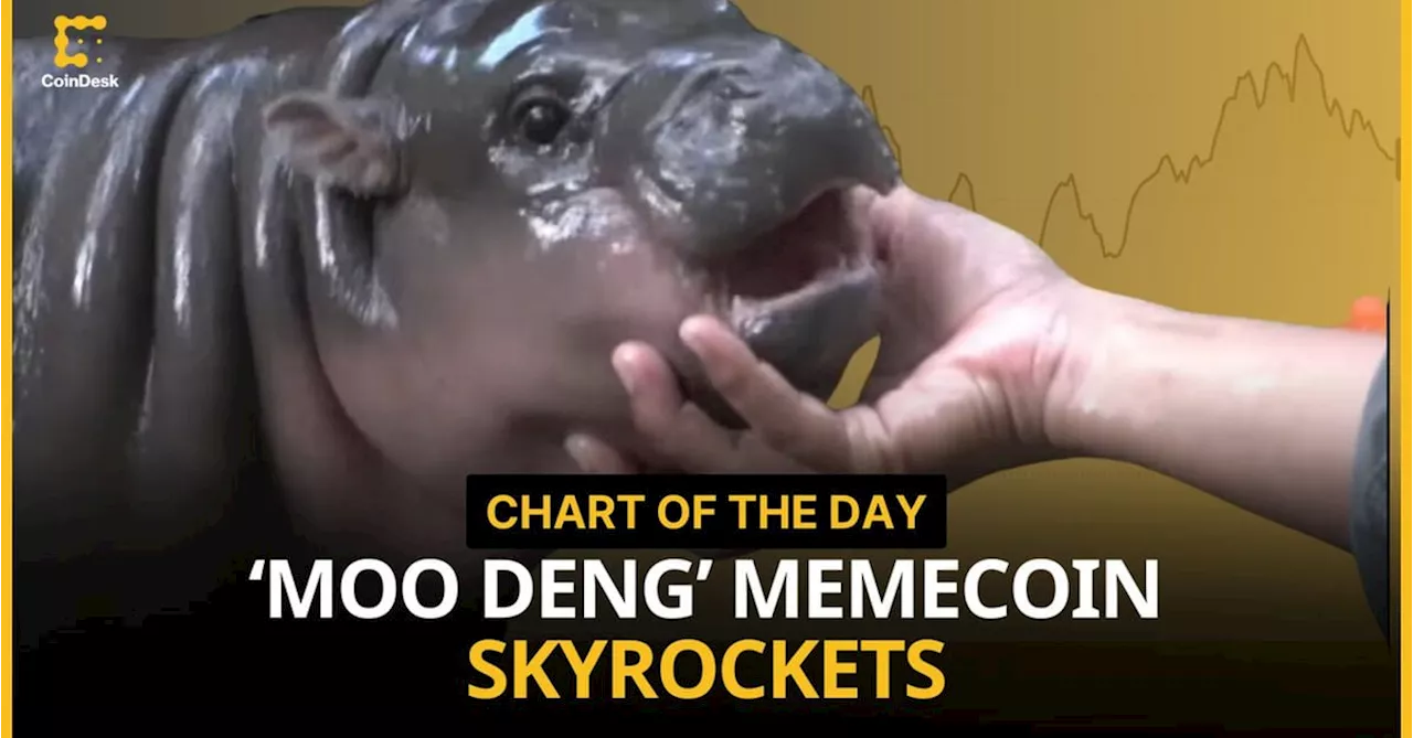 Moo Deng, The Newborn Thai Hippo, Becomes A $100 Million Meme Coin