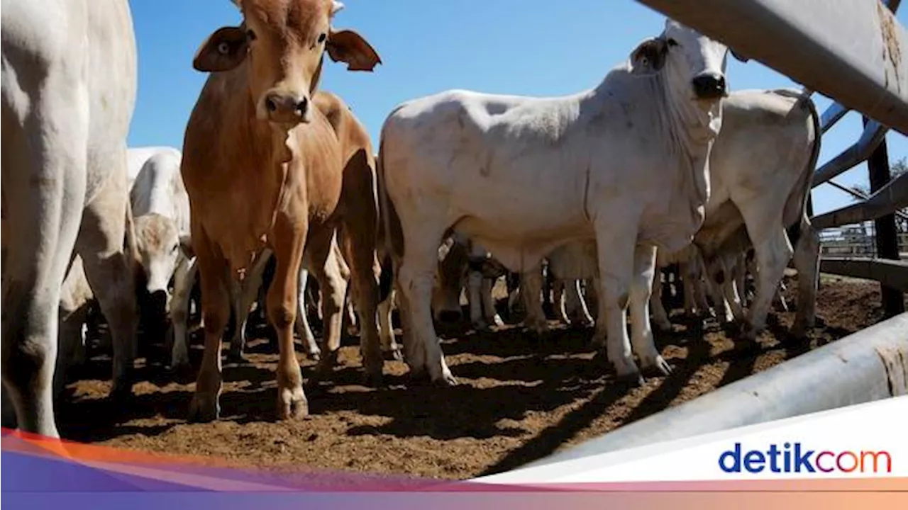 46 Perusahaan Mau Impor Sapi 1,3 Juta Ekor buat Program Makan Bergizi Gratis