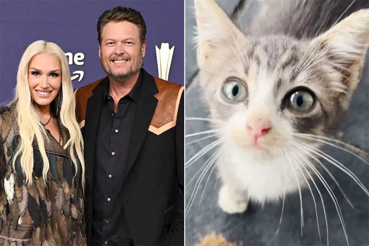 Gwen Stefani nurses sick kitten back to health, gives him Blake Shelton's last name