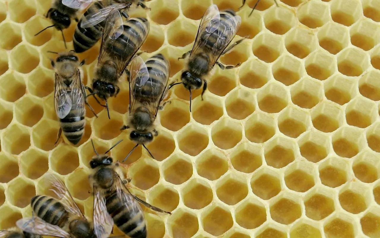 Honeycomb Sweetens ‘Frontend’ Web Observability