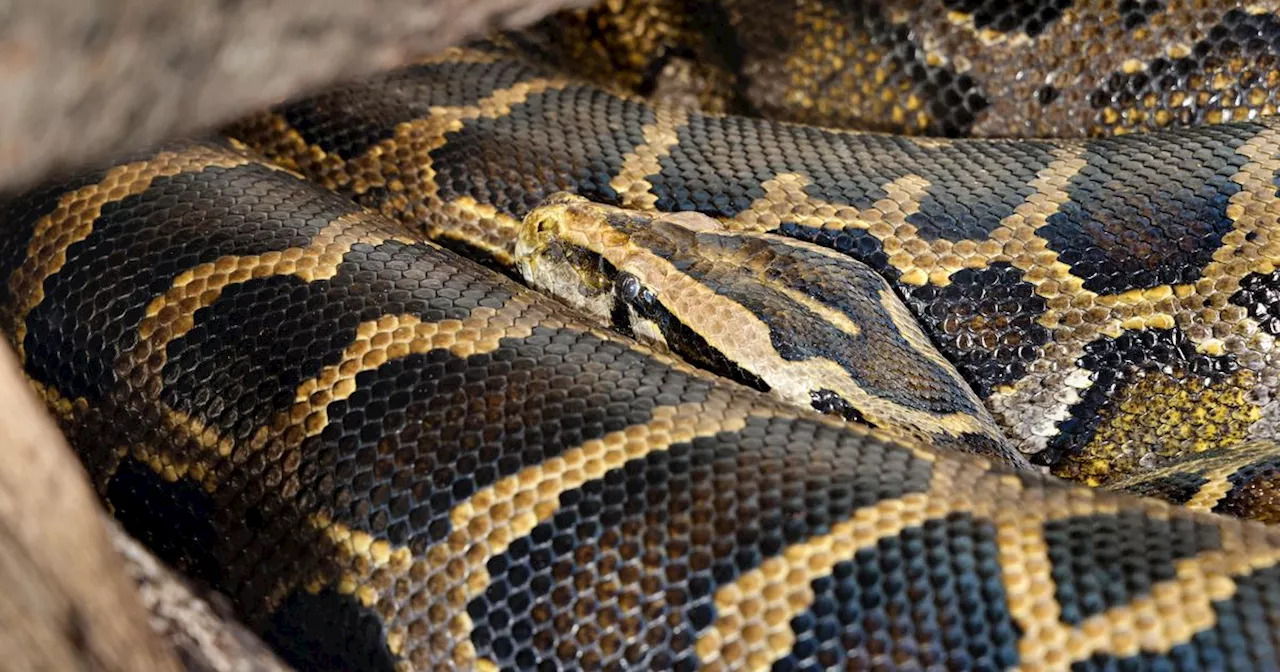 ‘Oldest snake in captivity’ reunited with RAF pilot at Lanarkshire theme park