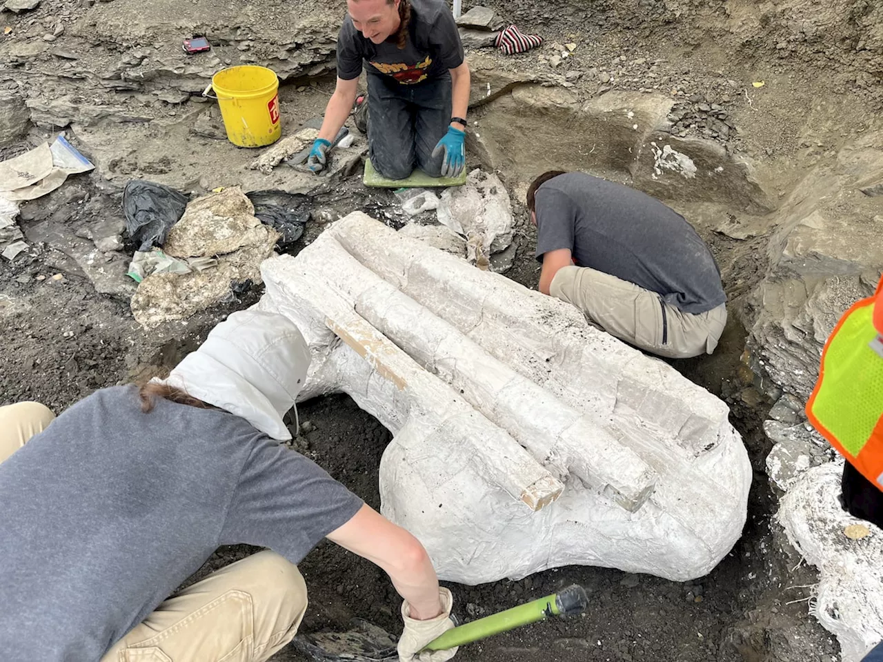 Paleontologists unearth giant skull of Pachyrhinosaurus in northern Alberta