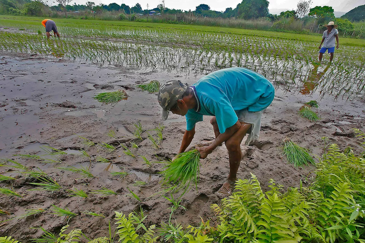 Agriculture chief Tiu Laurel cites challenges towards PH food security