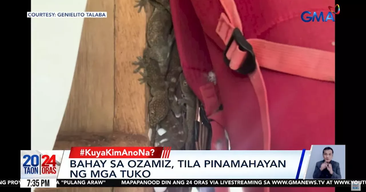 Why do geckos nest in houses? Kuya Kim explains