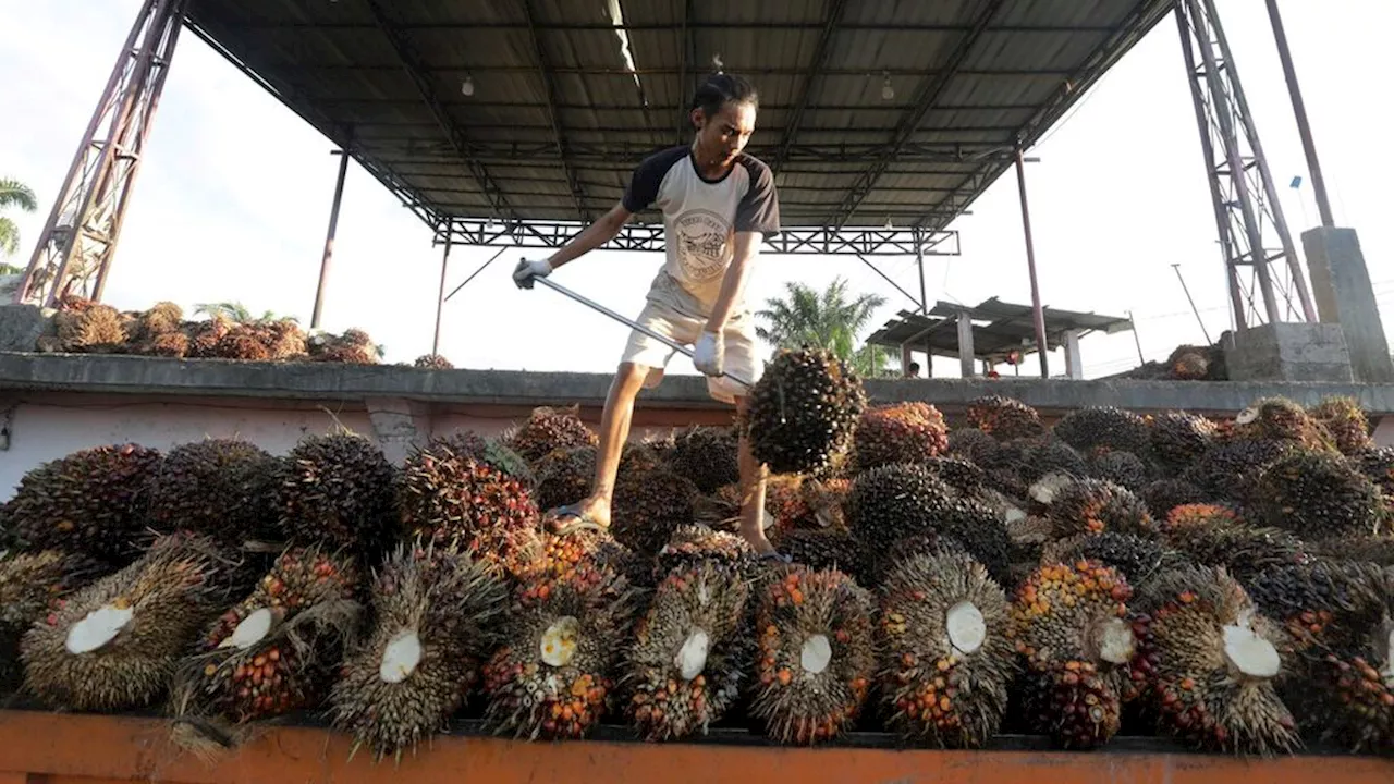 Bernilai Strategis Tinggi, Sawit Indonesia Harus Berkelanjutan