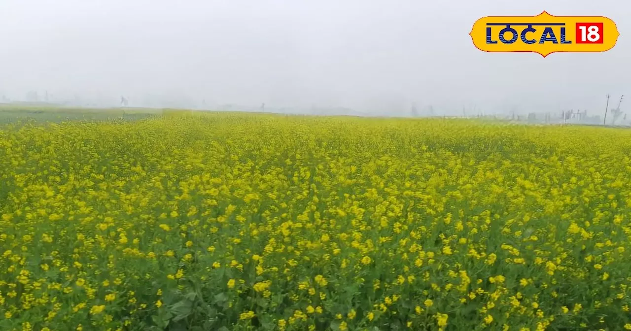 कम बारिश के चलते सूख गए धान के पौधे? करें इस फसल की खेती, कम लागत में हो जाएगी तगड़ी कमाई