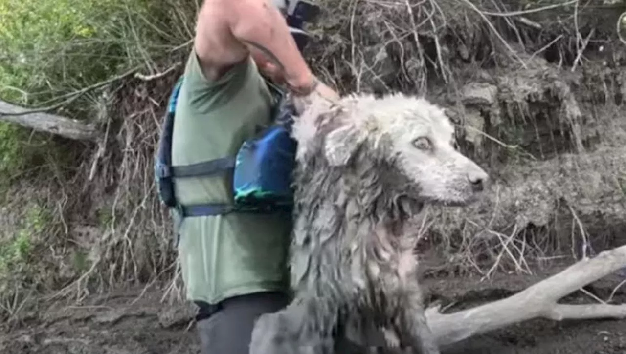 Un uomo salva un cane intrappolato da un tronco nel fiume Saskatchewan