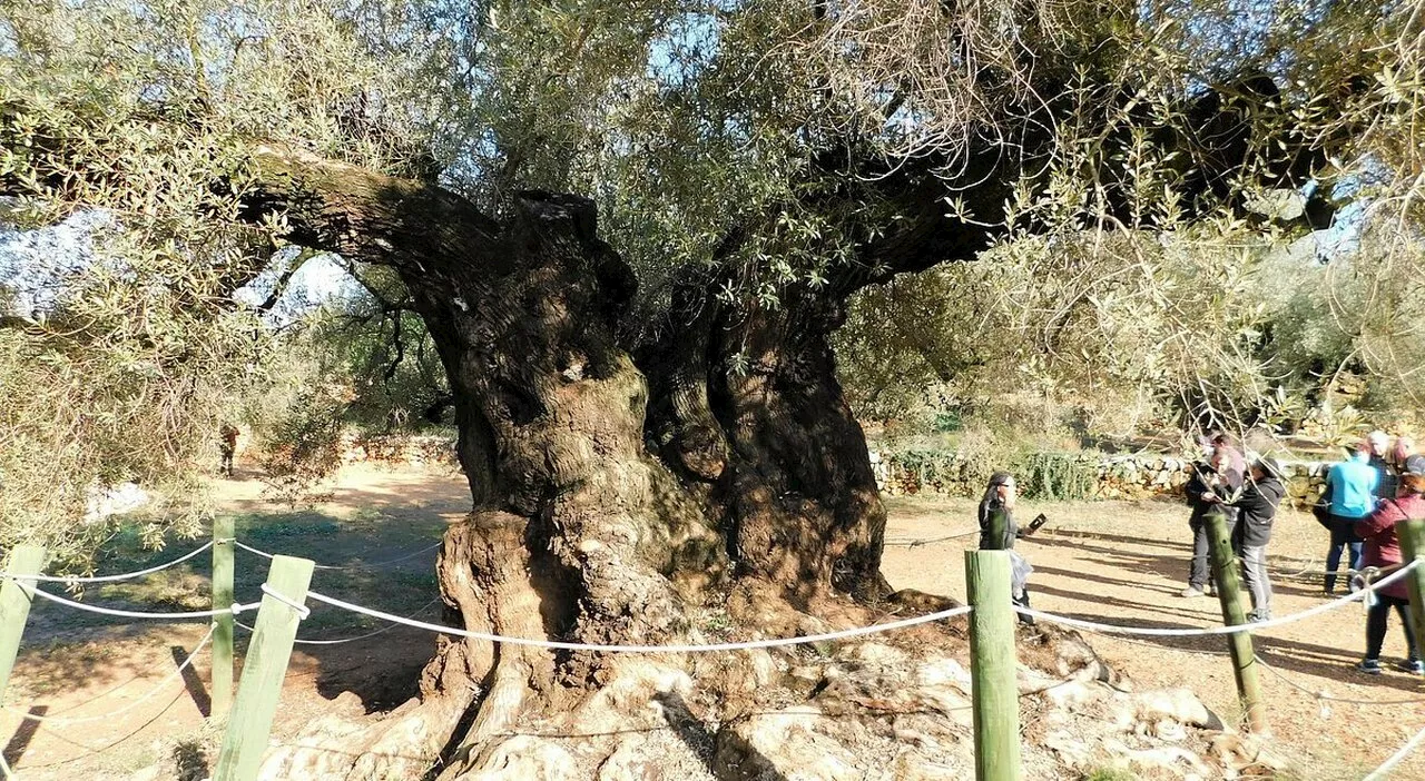 Olivo di 1.700 anni è l'albero più antico della Catalogna (e di tutta la Spagna). Piantato durante il regno de