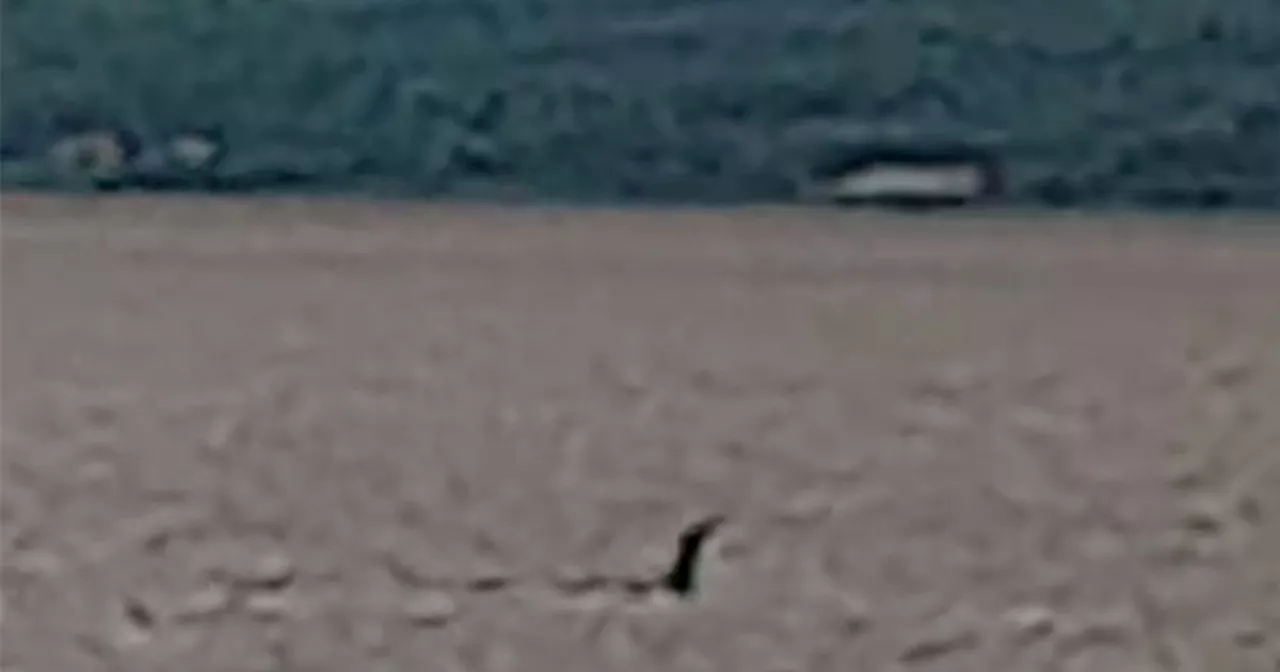 'Irish Nessie' sighting off Donegal coast as beachwalker shares 20-min encounter