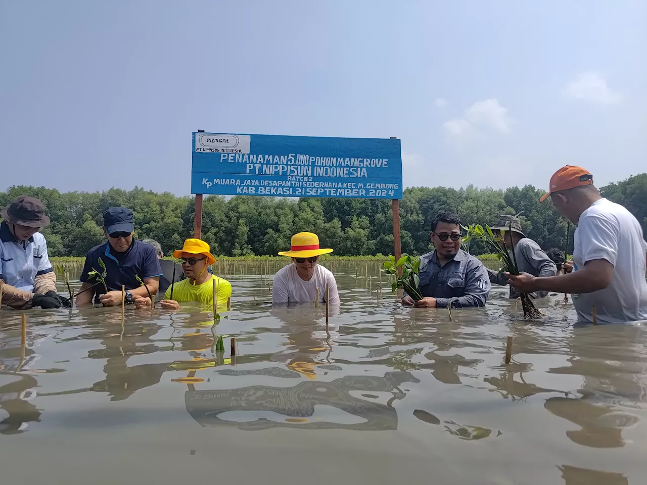 Tunjukkan Kepedulian Lingkungan, PT Nippisun Tanam 5 Ribu Pohon Mangrove di Bekasi