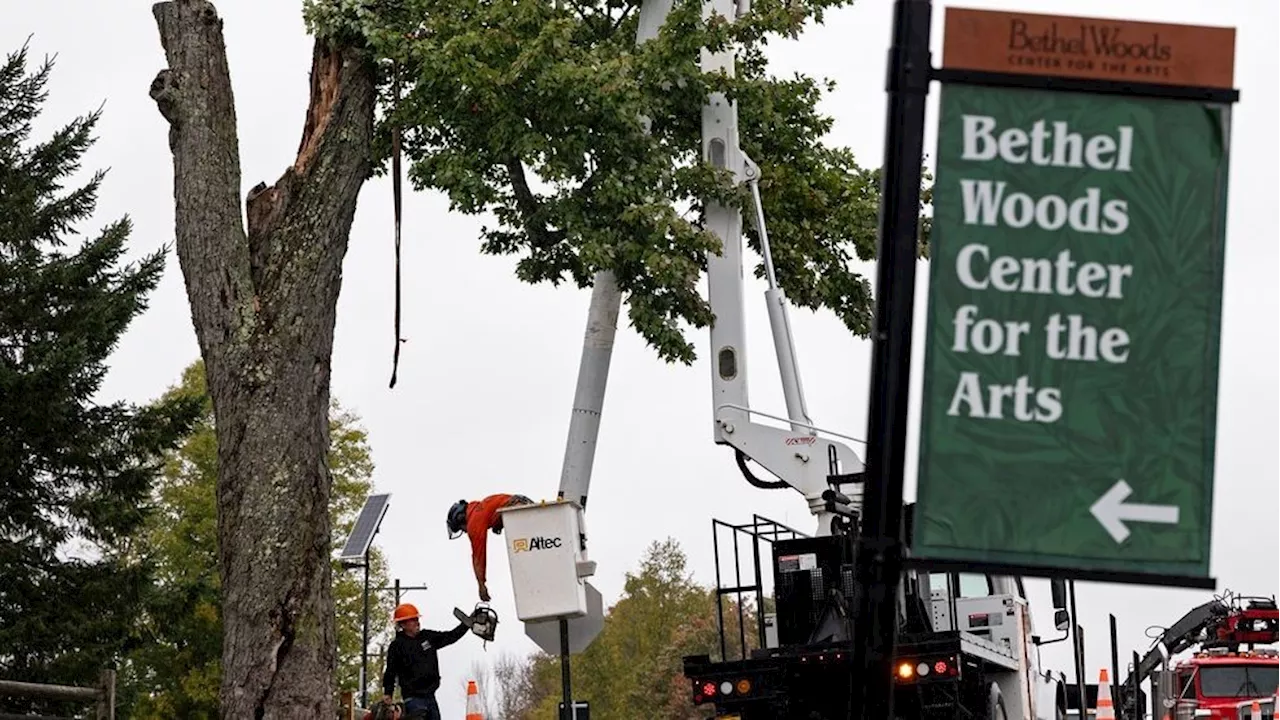 Woodstock's historic Message Tree cut down amid safety concerns