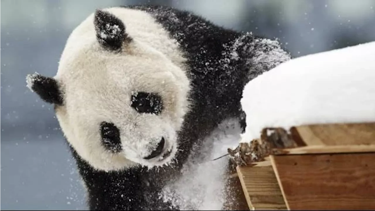 Finlandia Kembalikan Dua Panda ke China gegara Biaya Perawatan Mahal