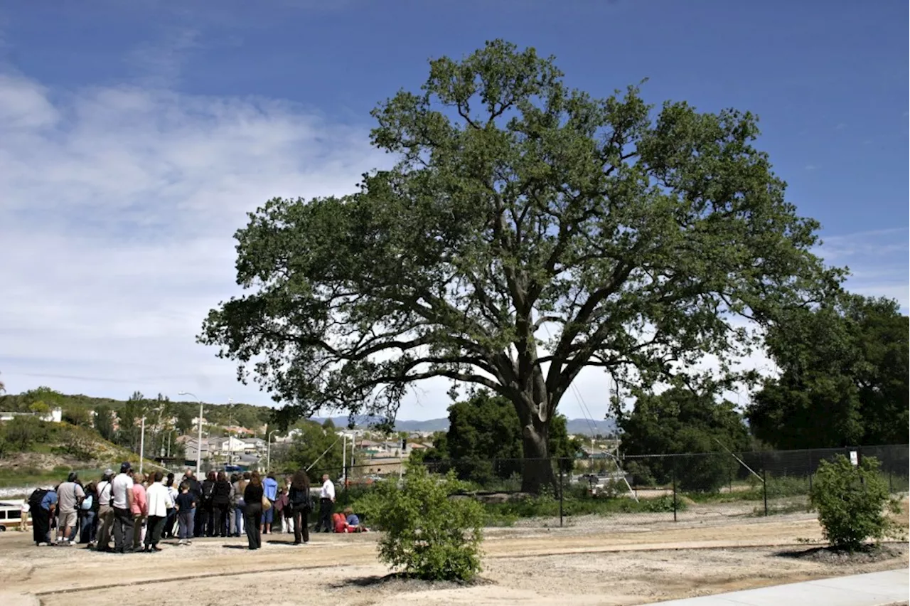 Activists plan celebration for Old Glory, Santa Clarita oak tree saved two decades ago