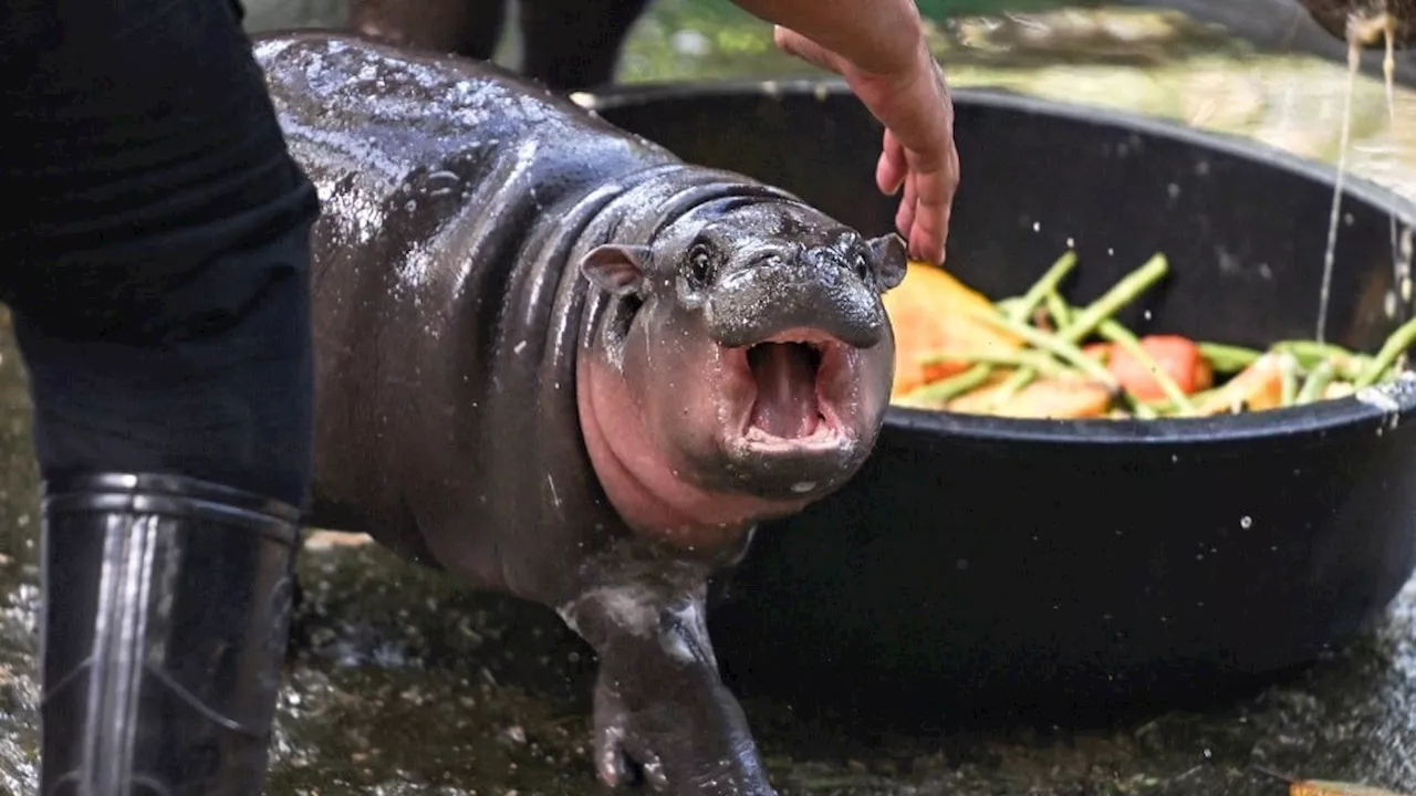 Moo Deng, le bébé hippo pygmée devenu viral sur les réseaux sociaux