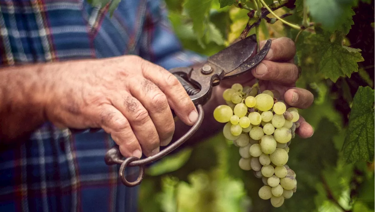 Vendemmia 2024: Timida Risalita, Qualità Buona