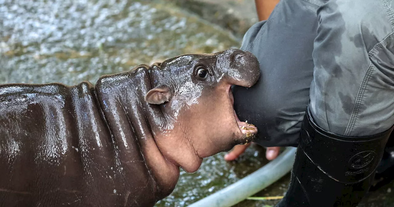 Moo Deng l’hippopotame et les bébés animaux nous rendent gagas ? Laissons-les tranquilles