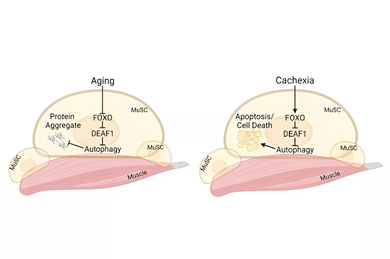 Protein discovery advances quest for treatment for age- and cancer-related muscle degeneration