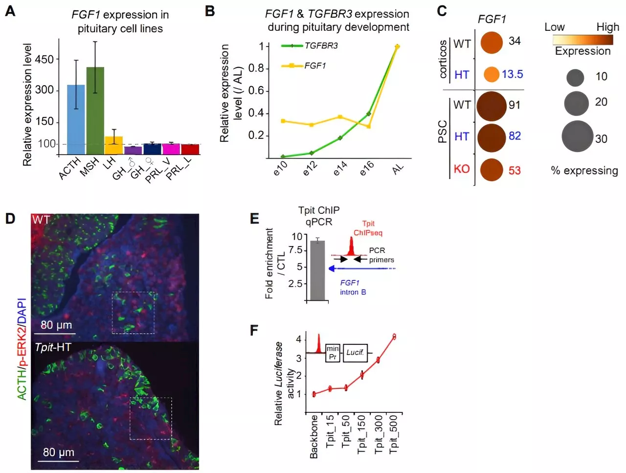 Researchers discover intercellular communication mechanism behind hormone balance