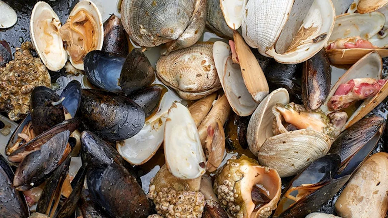 Climate Change Is Making Europe's Shellfish Dangerous