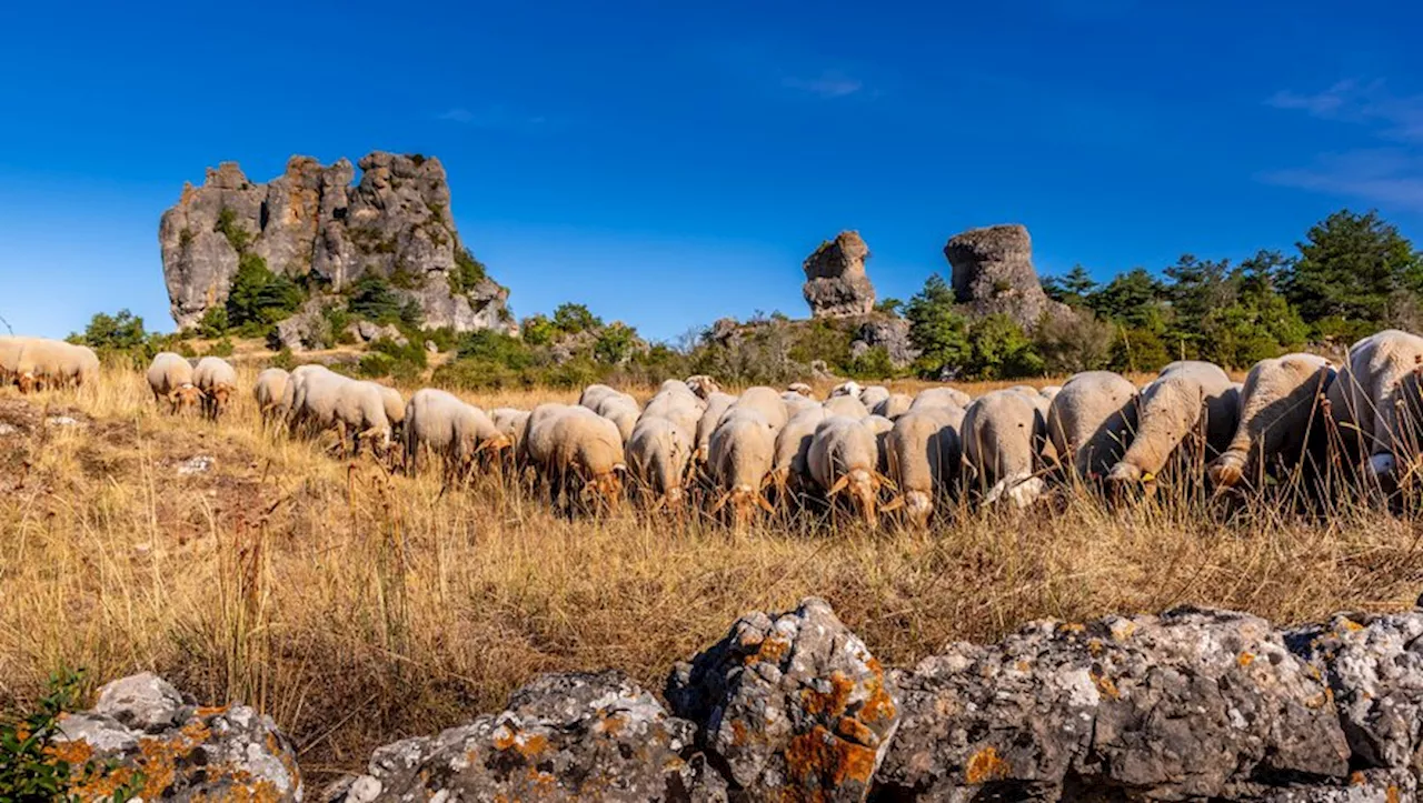 Le climat du Sud Aveyron en 2050 sera 'plus chaud, moins pluvieux et favorisera la vigne'