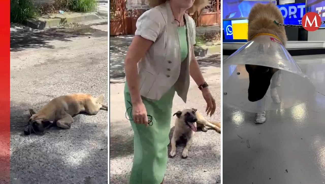 Así va la recuperación del perrito que fue arrastrado en Tlaquepaque: ¿se podrá adoptar?