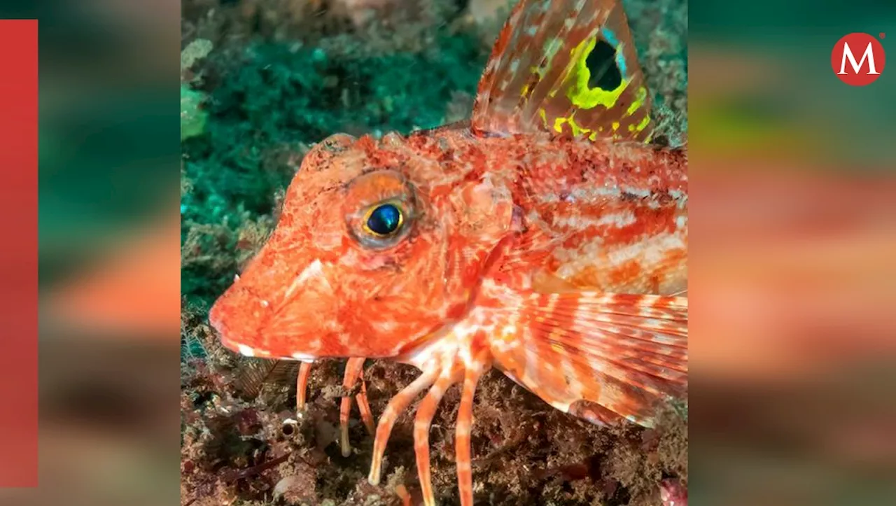 Las patas sensoriales del petirrojo de mar: una evolución sorprendente