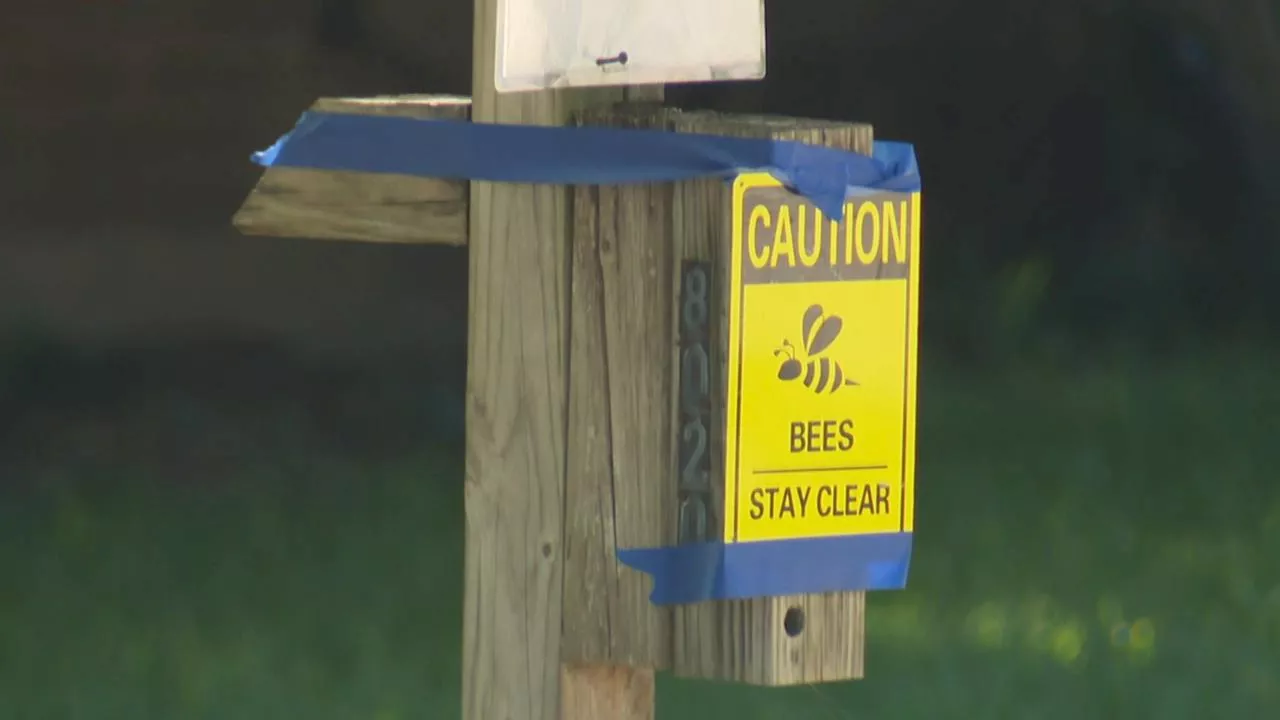 Bees still swarm North Richland Hills home, resident in ICU