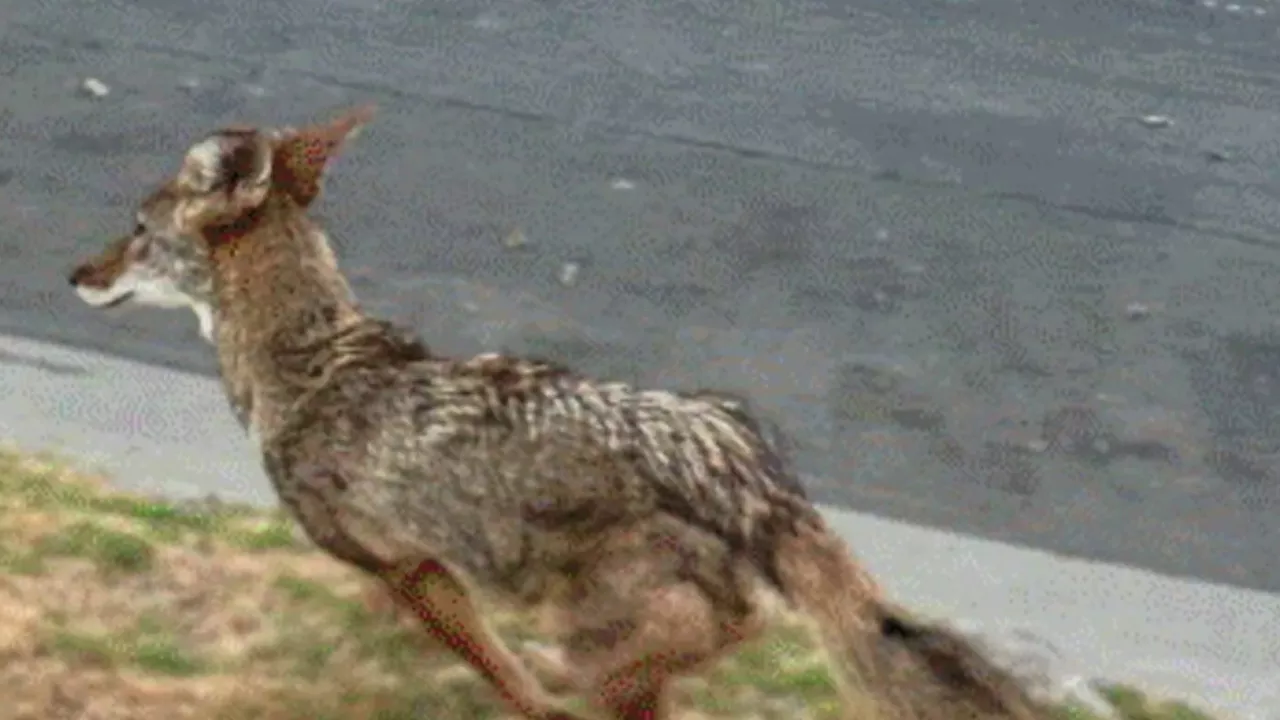 Hancock Park residents on high alert following constant coyote sightings