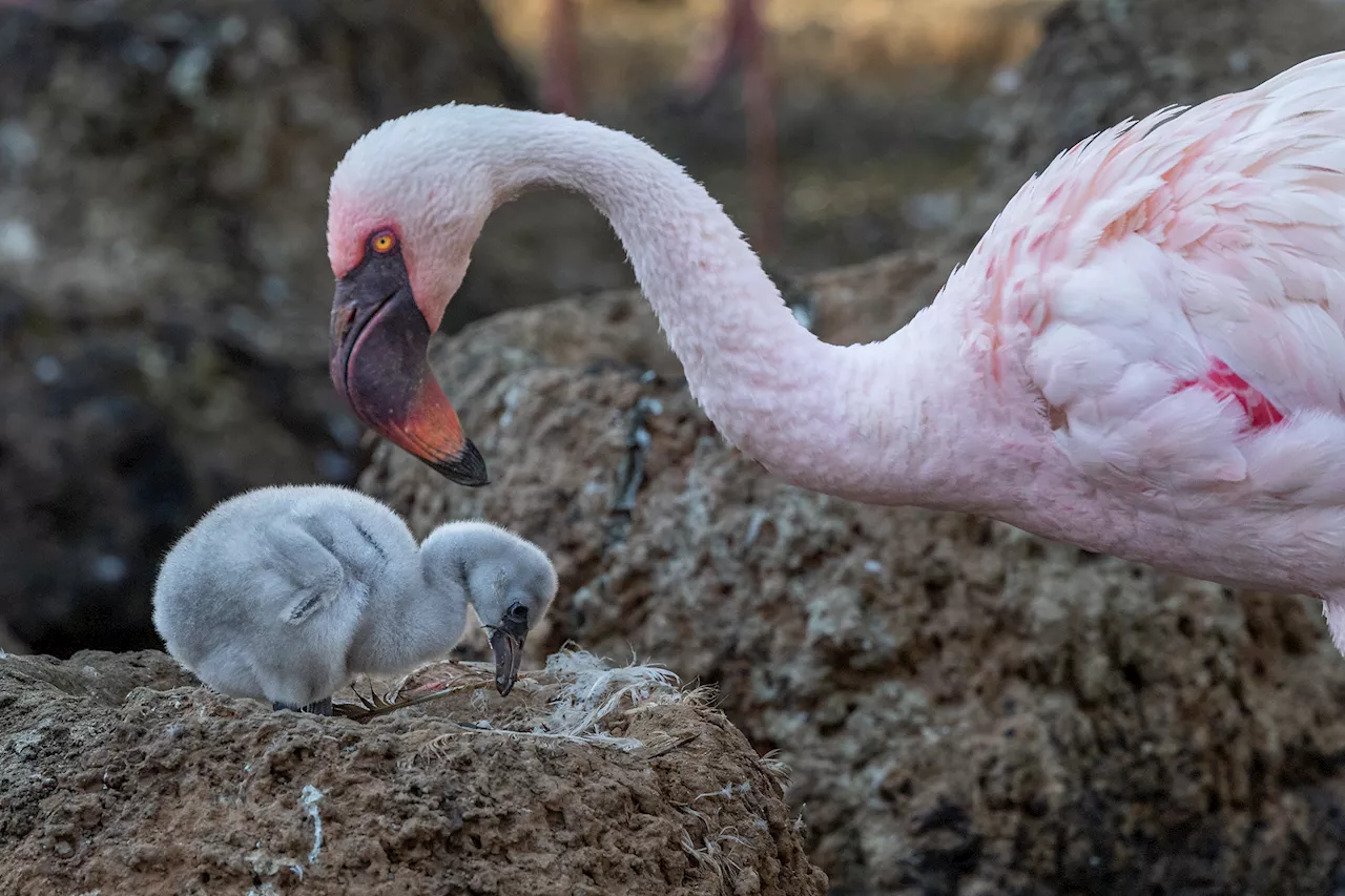 San Diego Zoo says new flamingo chick has two dads