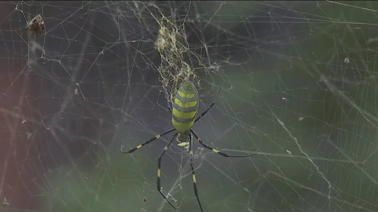 Creepy crawler: Giant Joro spider has made its way to Boston