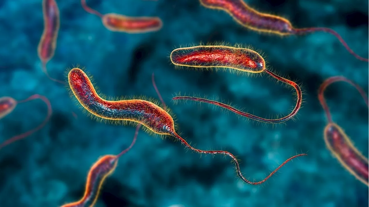 Genetic factors that make the bacteria behind cholera so dangerous uncovered