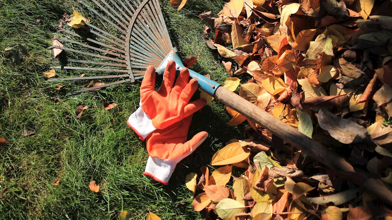 Jardinage en automne: ces gestes à adopter rapidement pour préparer l'hiver