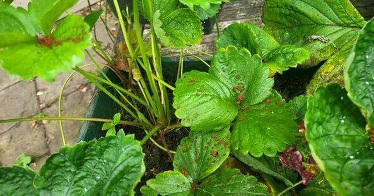 4-day warning as gardeners urged to use coffee in gardens before October